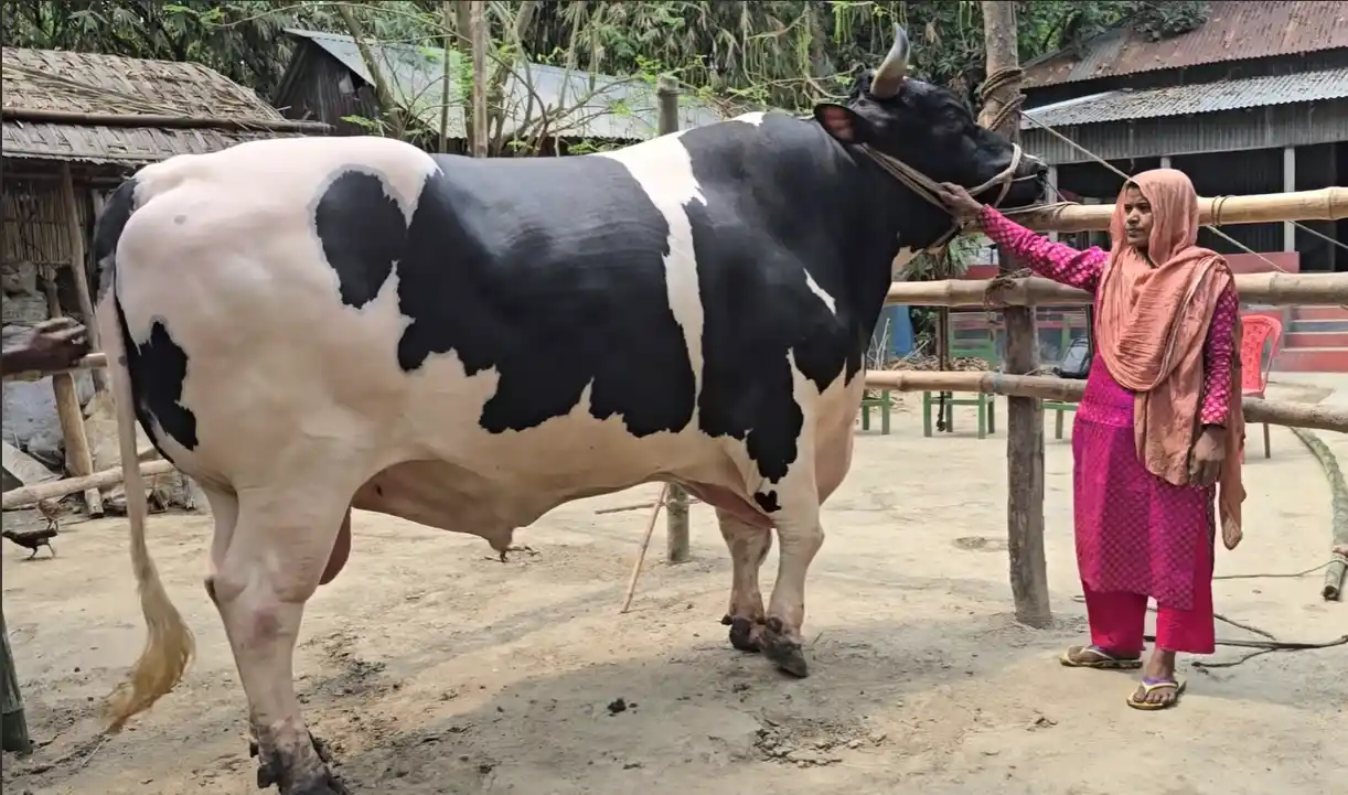 ২০২৫ কোরবানির সবচেয়ে বড় ৩টি গরু