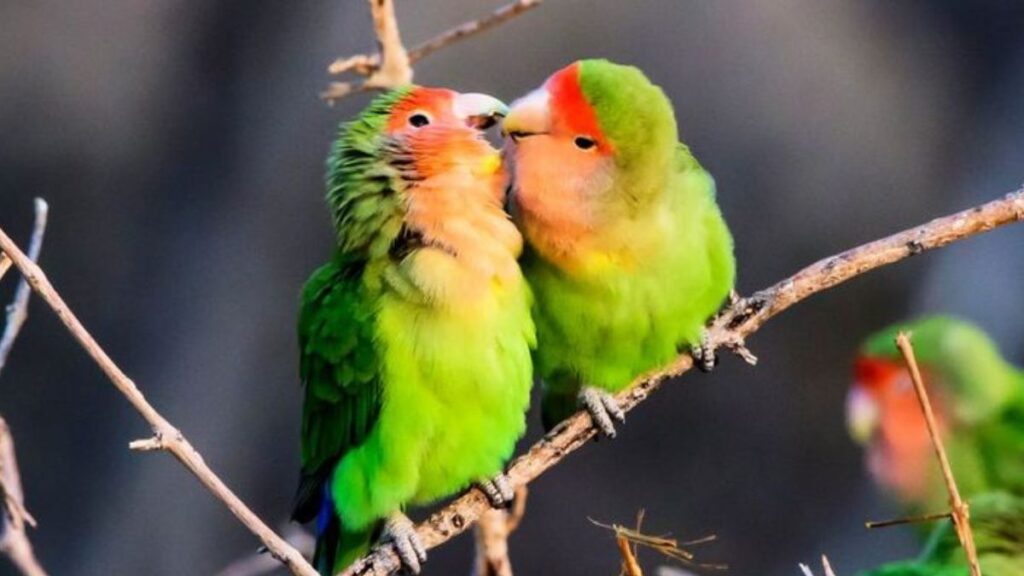 ২০+ ইউনিক গিফট আইডিয়া ২০২৬ - মেয়েরা পেলে খুশি হবে 4 লাভ বার্ড